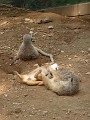 Meerkats (5)